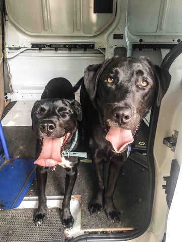 2 dogs van