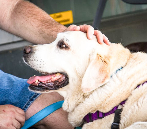 old yellow labrador