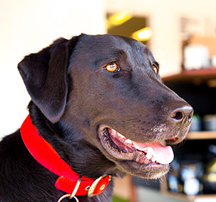 black labrador red dog collar