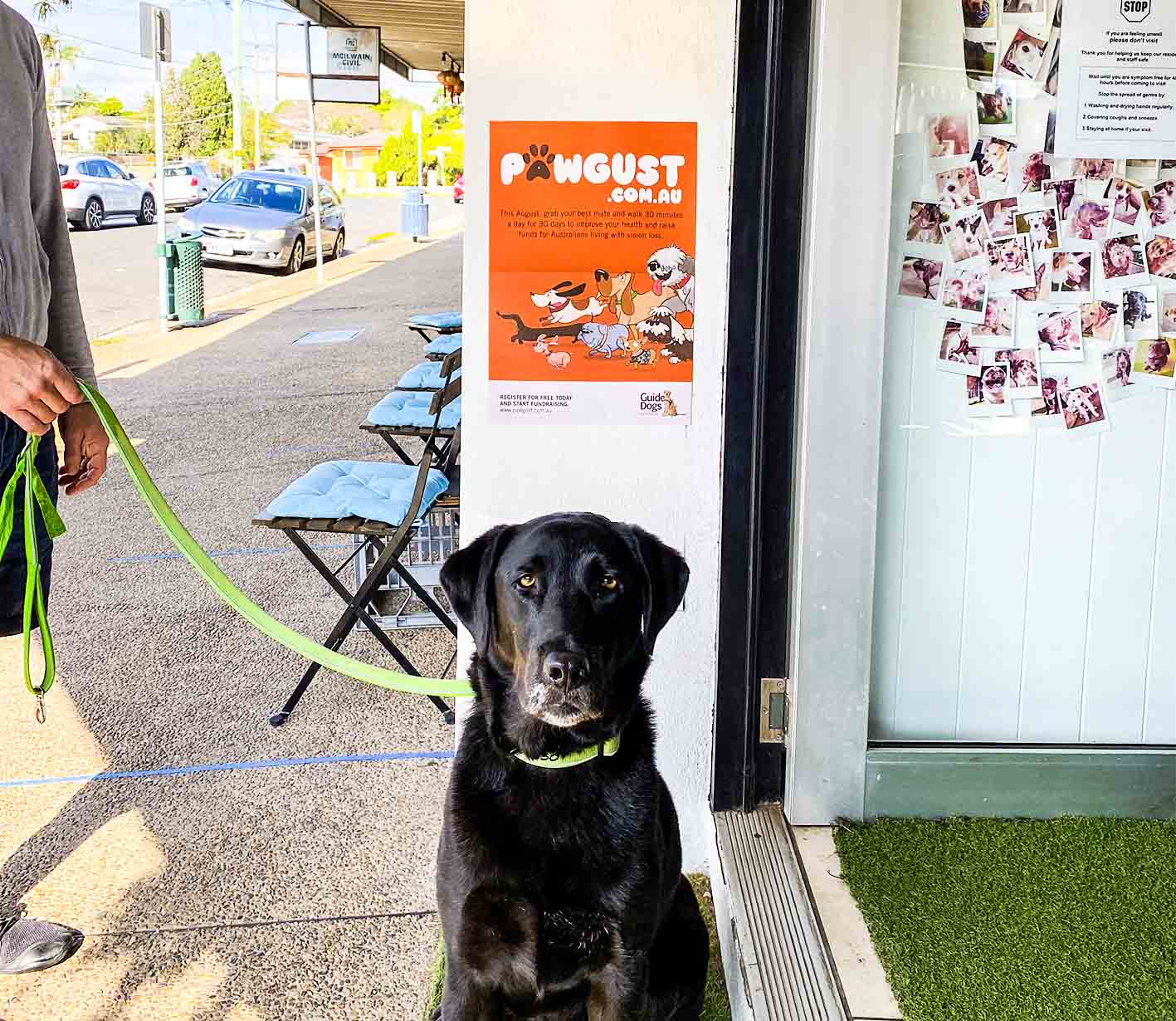 Black Labrador with poster