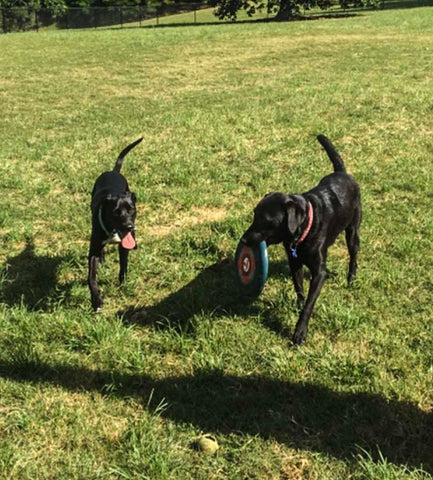 2 dogs frisbee