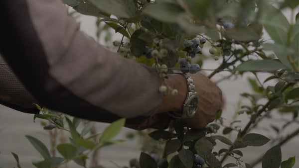 Bluebs Picking