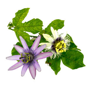 unwind ingredient Passion Flower