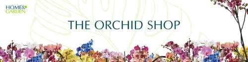 Orchid(web)-02.jpg__PID:7150612d-69cd-4b40-a6e7-b73fac08c291