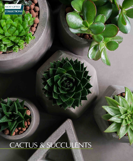 succulents.jpg__PID:bc02c579-1e39-4355-8aab-880b54728faa