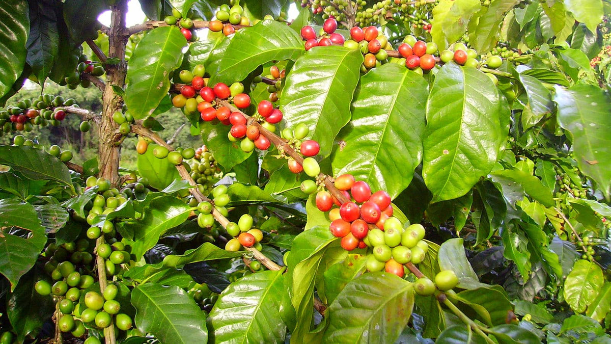 The Importance of Organic When it Comes to Coffee