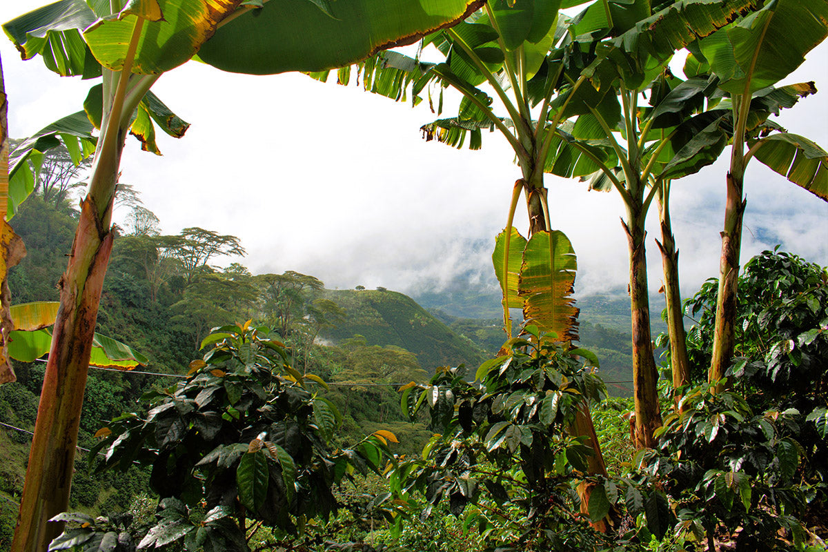 Bananas Growing on Coffee Farm