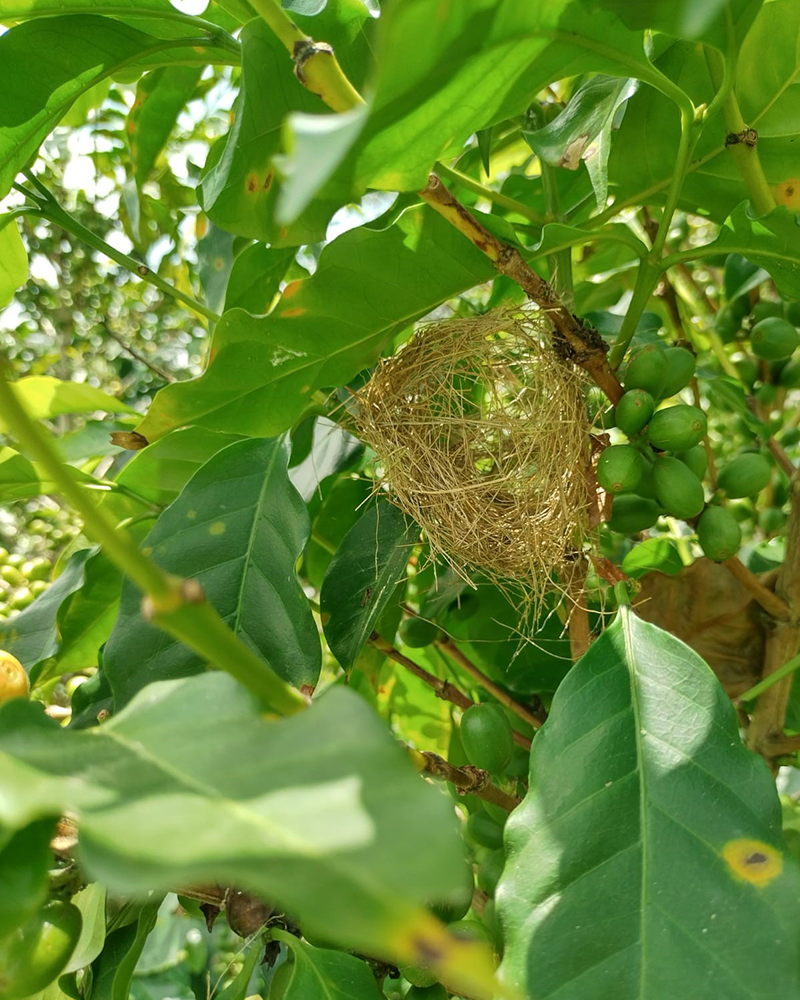 A bird started building a nest in one of the shaded coffee trees.