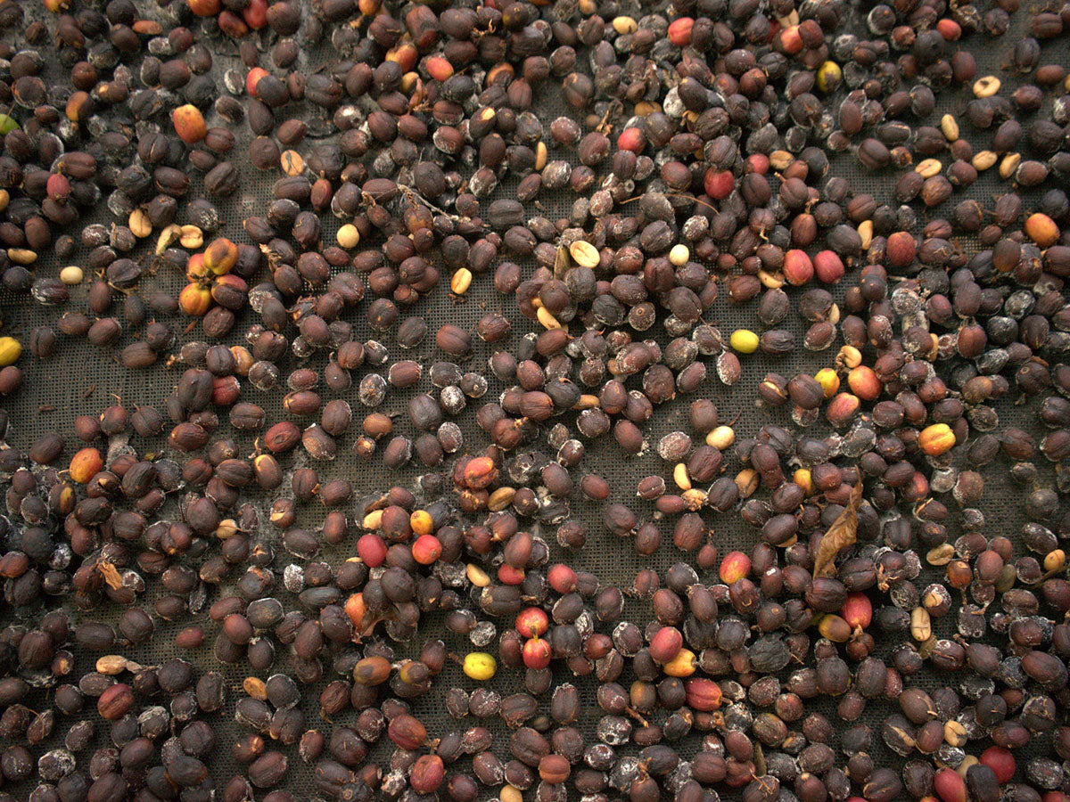 Coffee Cherries Drying at Various Ripeness