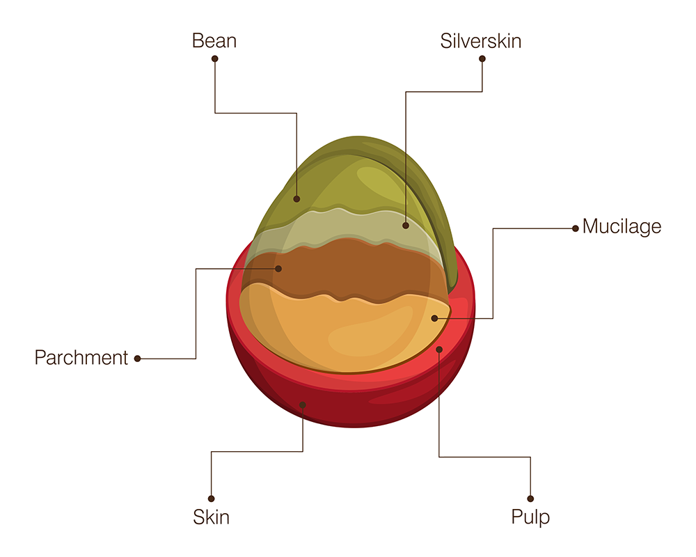 Coffee Cherry Infographic