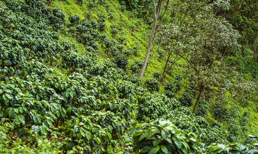 Indigenous Trees on Coffee Farm