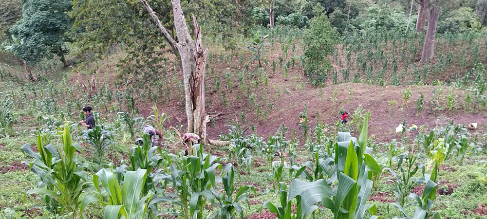 Coffee Farm Intercropping Maize