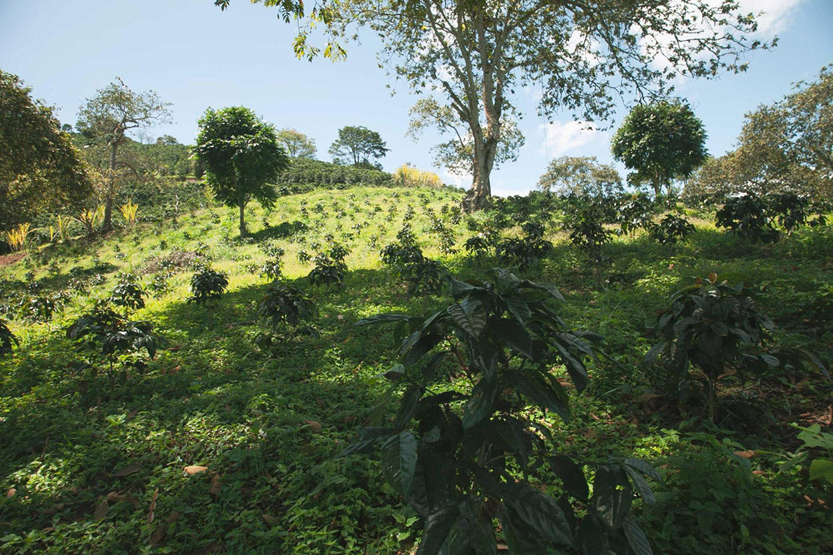 Coffee cultivars 4 months after planting