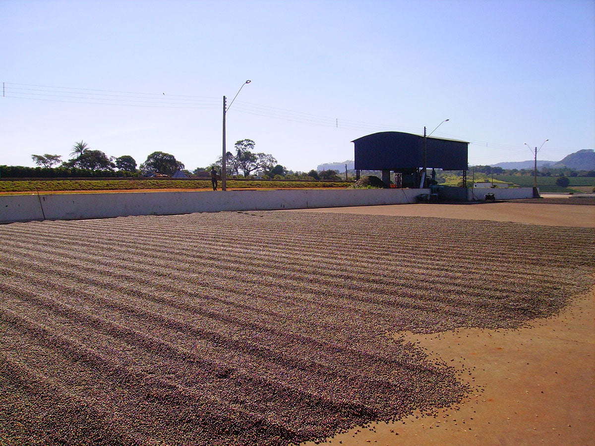 Dry Coffee Processing