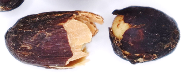 Close-Up of Dried Coffee Fruit