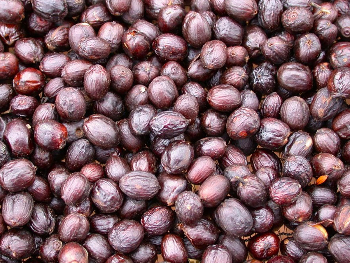 Drying Coffee Cherries