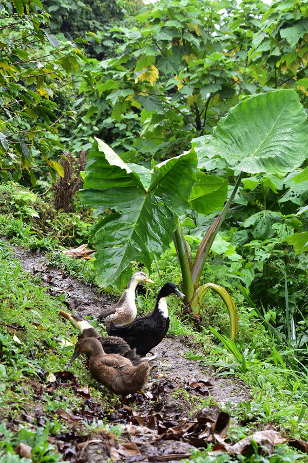 The ducks enjoy walking in the forest along the stream.