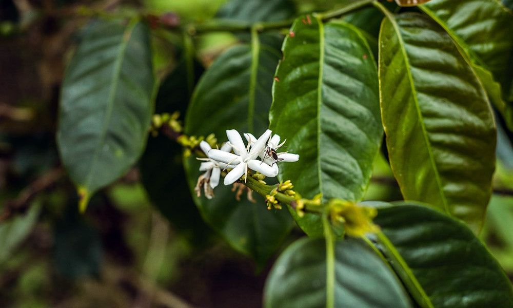 Insects Pollenating Coffee Plants