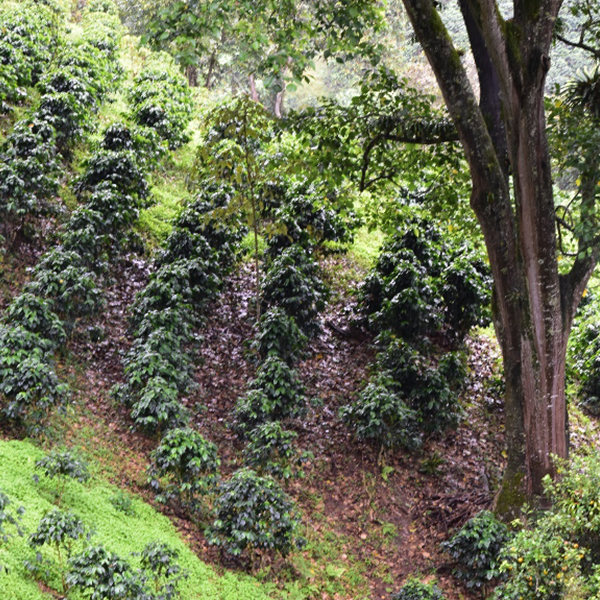 leaf litter amongst coffee trees