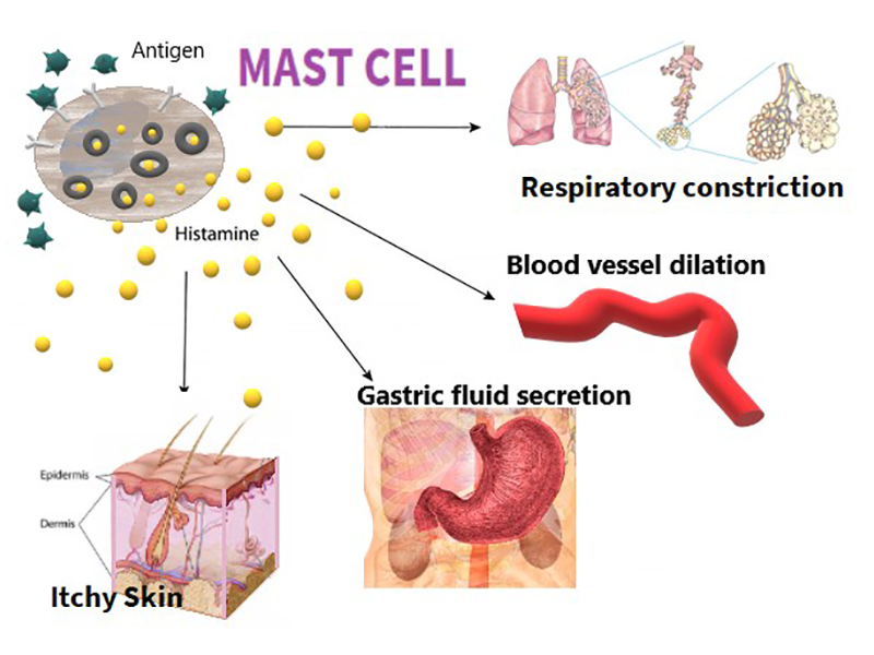 Mast Cell Diagram