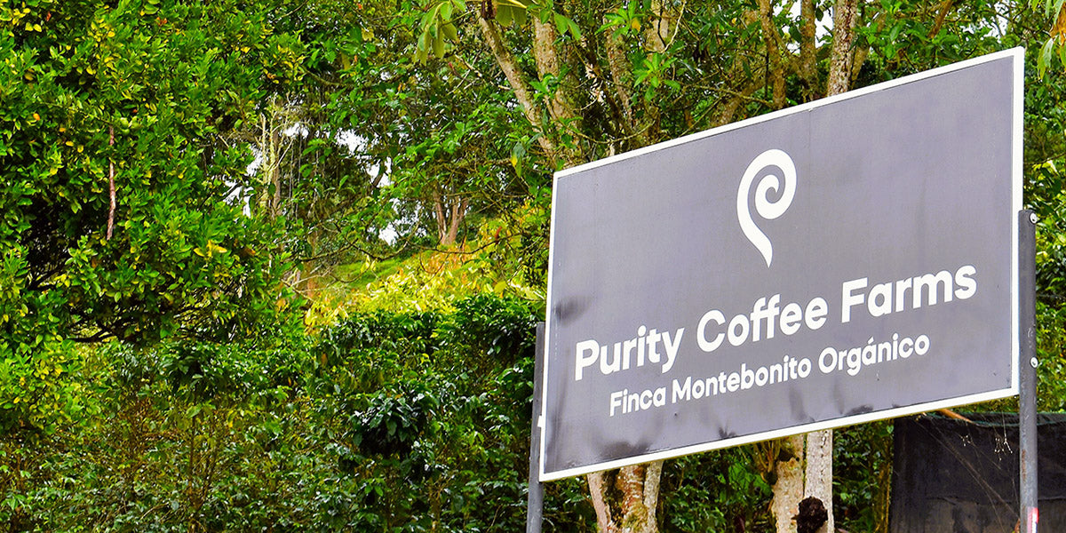 Purity Coffee Farms