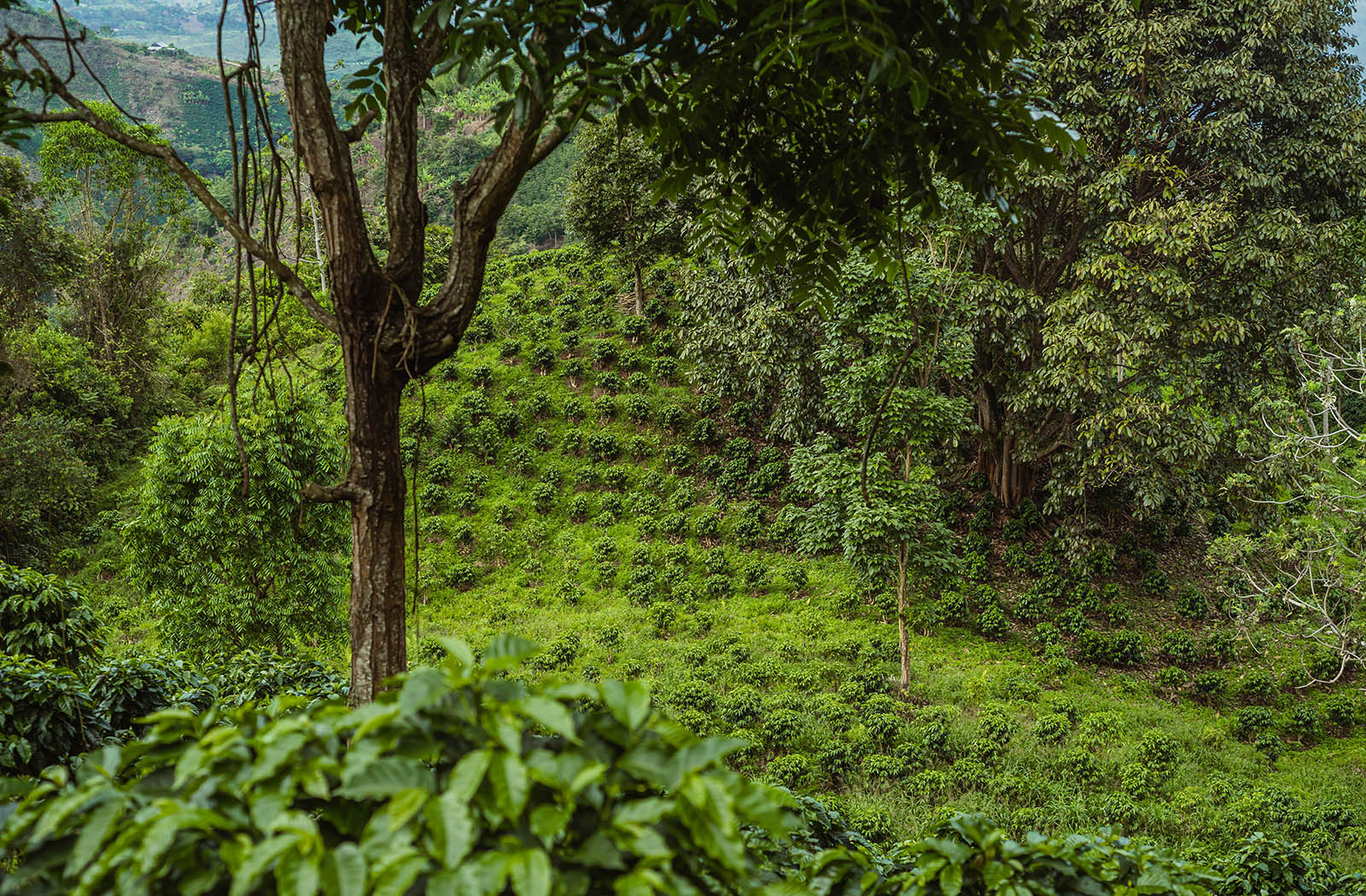 Montebonito Coffee Farm