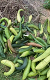 Harvested loofahs on the ground.