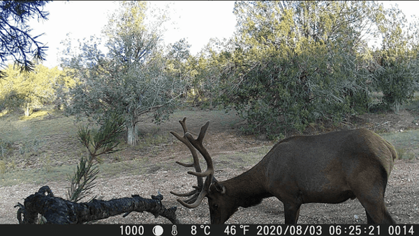 Toguard H20 Trail Camera