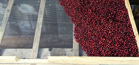 Acidity in the coffee post-harvest process