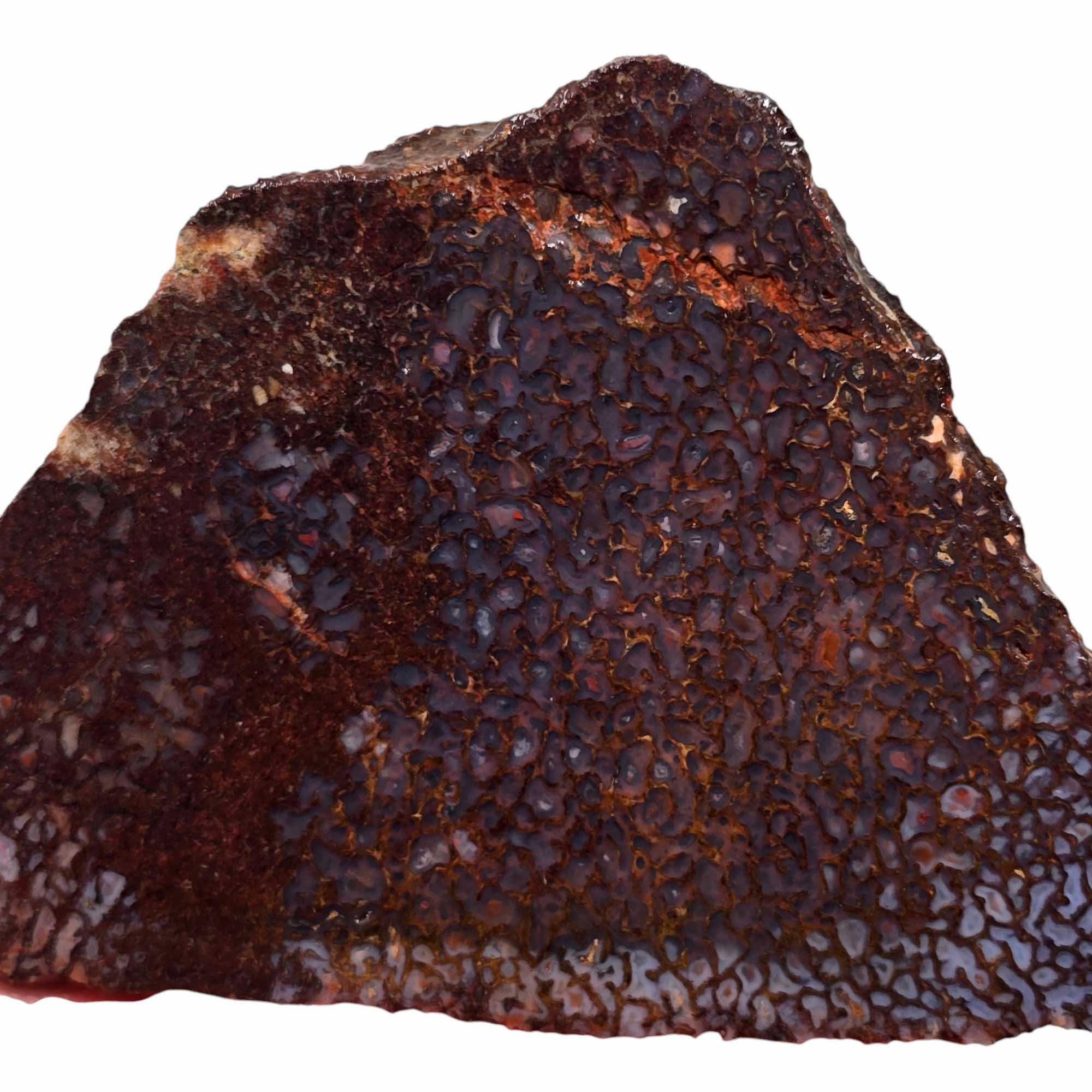 Gem Dinosaur Bone Slab Lapidary Stone Slice Cut Rock Dino Bone