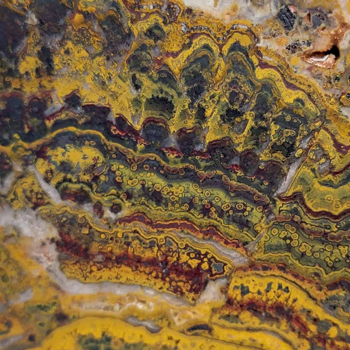 Apple Valley Jasper Slab!  Fossil Stromatolite!  Lapidary Slab!