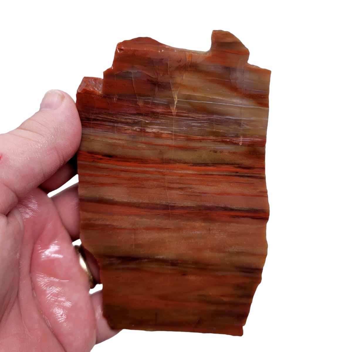 Arizona Rainbow Petrified Wood Slab! Lapidary Stone Slab!
