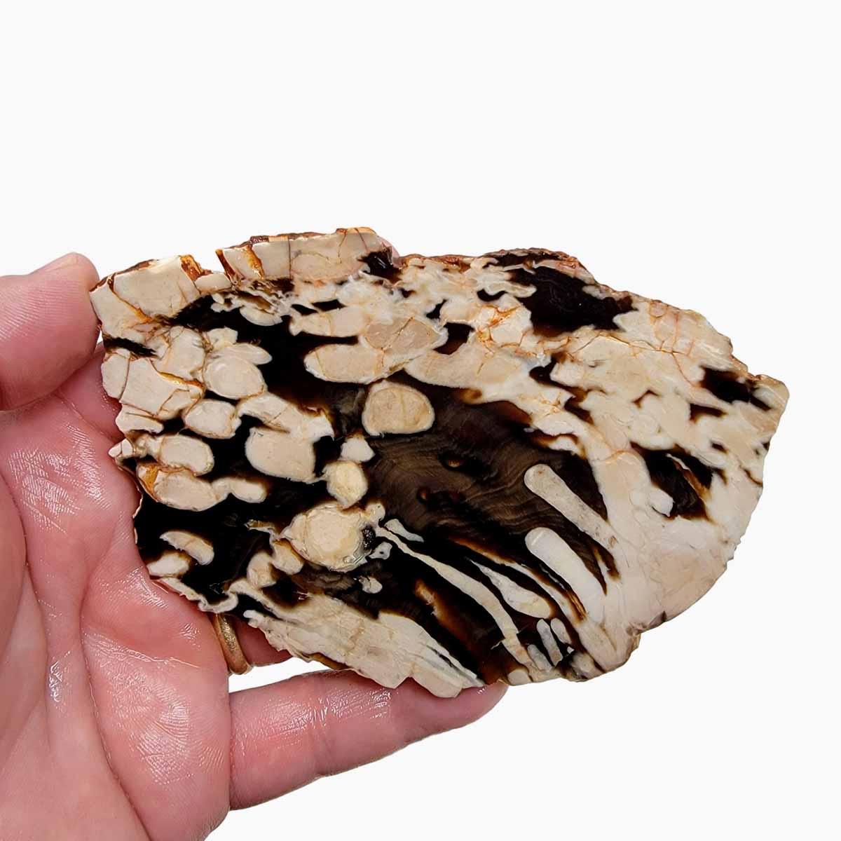 RARE Badger Pocket Petrified Wood Log! Opal Wood!