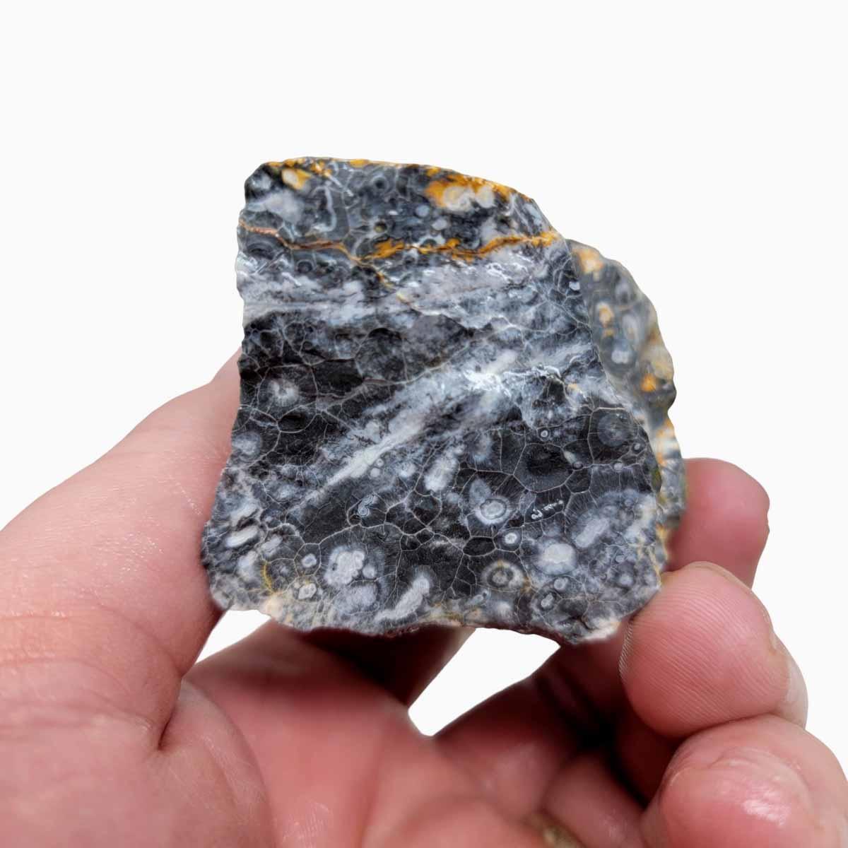 Galaxy Galactica Orbicular Rhyolite Jasper Rough Chunk!