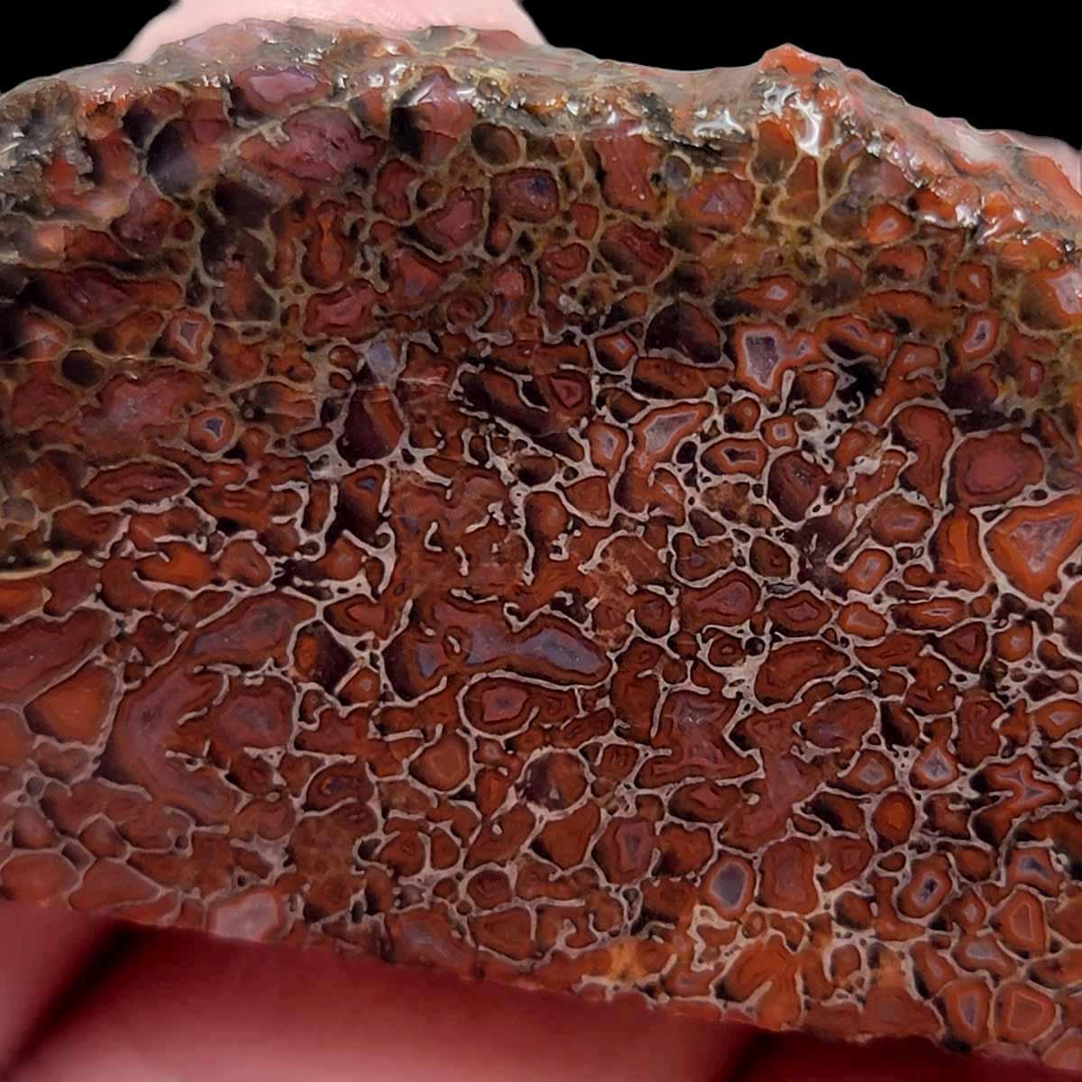 Gem Dinosaur Bone! Fossil Dino Bone Lapidary Stone Slab!