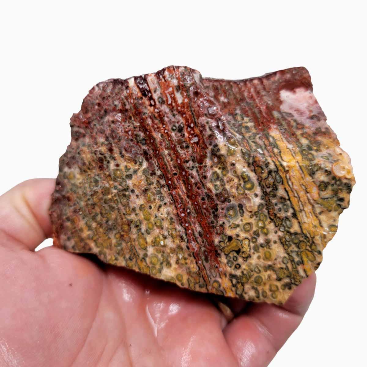 Leopard Skin Rhyolite Rough Chunk!