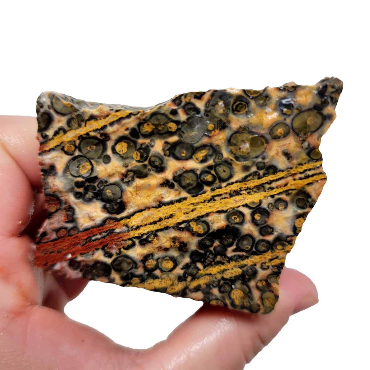 Leopard Skin Rhyolite Rough Chunk!