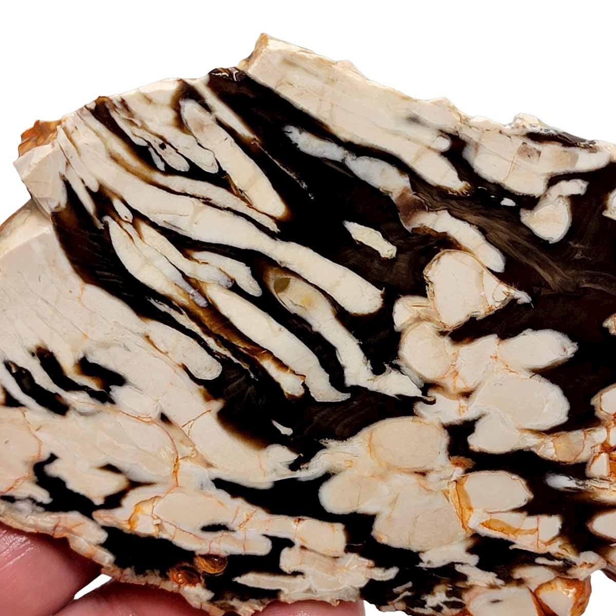 RARE Badger Pocket Petrified Wood Log! Opal Wood!