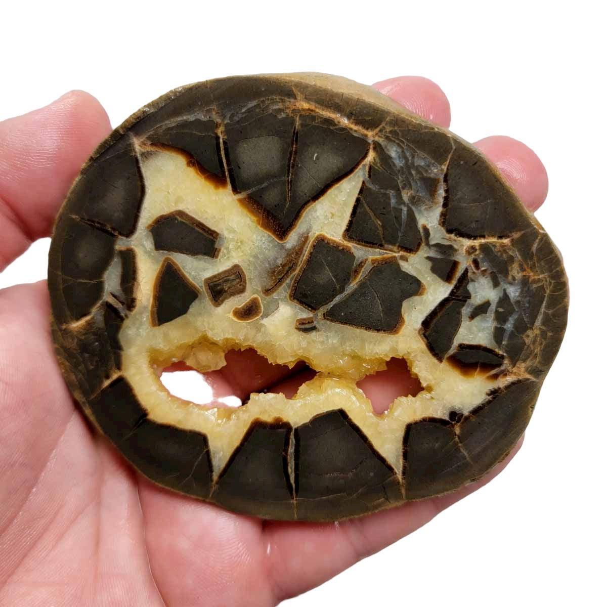 Septarian Nodule Slab! Lapidary Stone Slab!