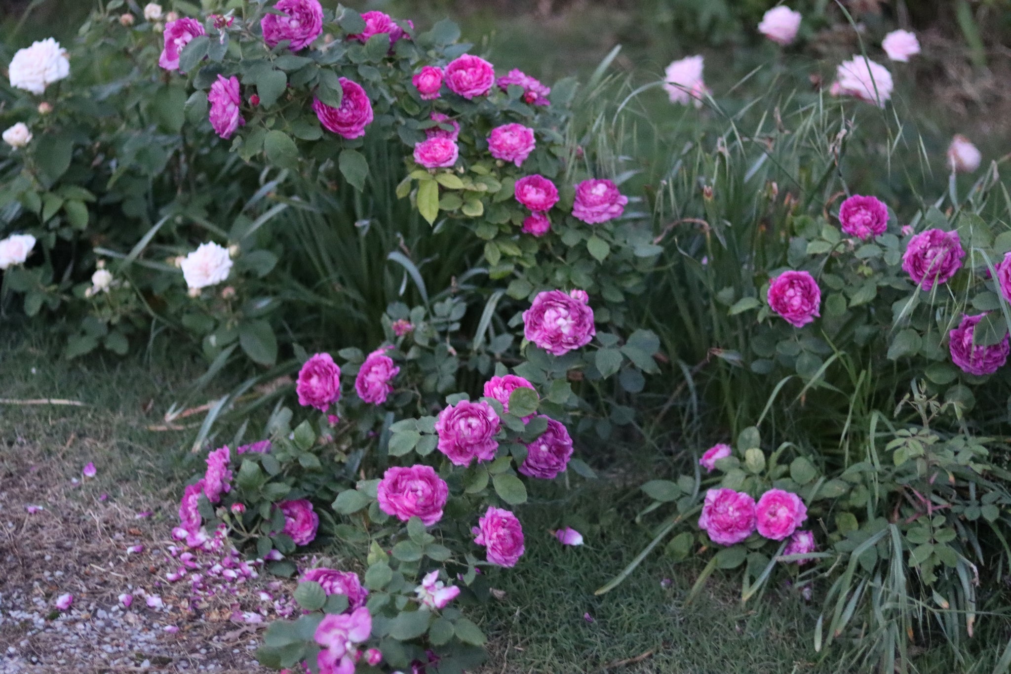 Reine des Violettes – Chateau De La Rose