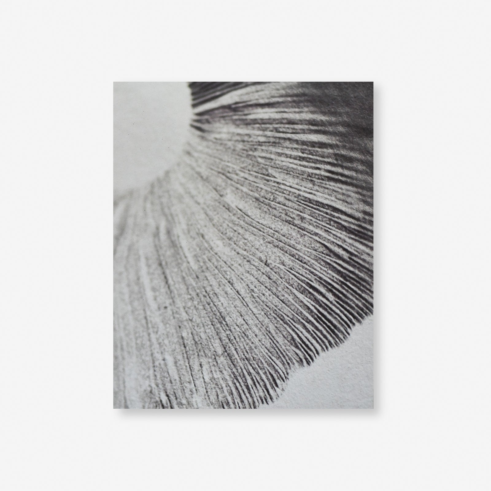 Spore Print Specimen No. 7