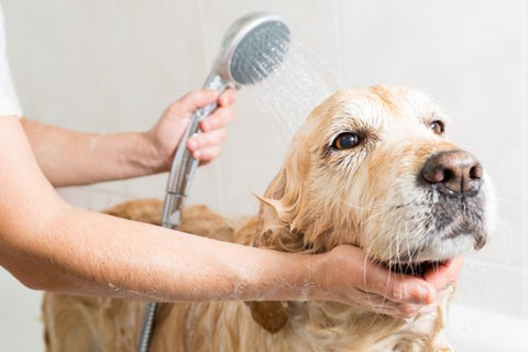 perrito bañándose 