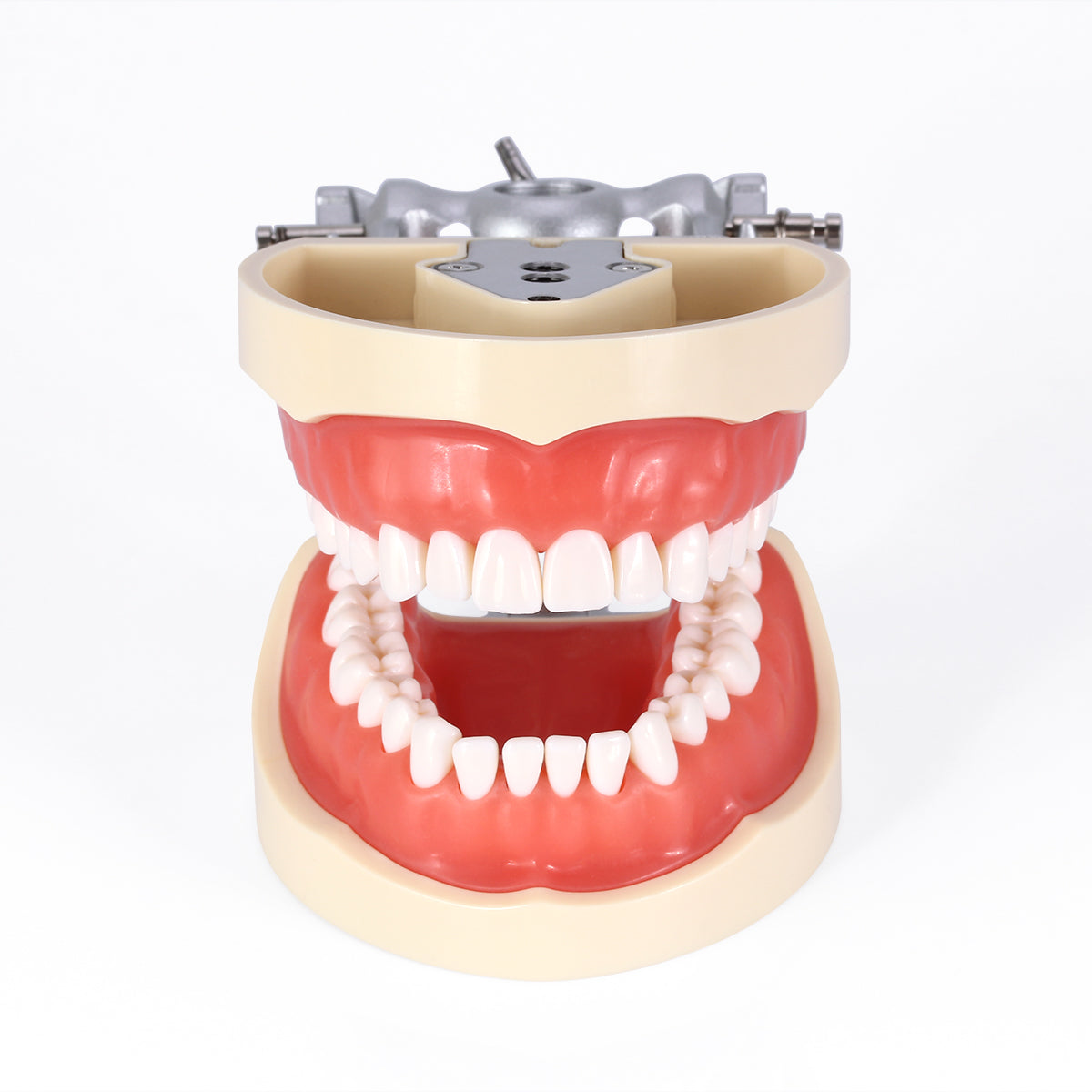 Dental Teeth Model With Removable Teeth