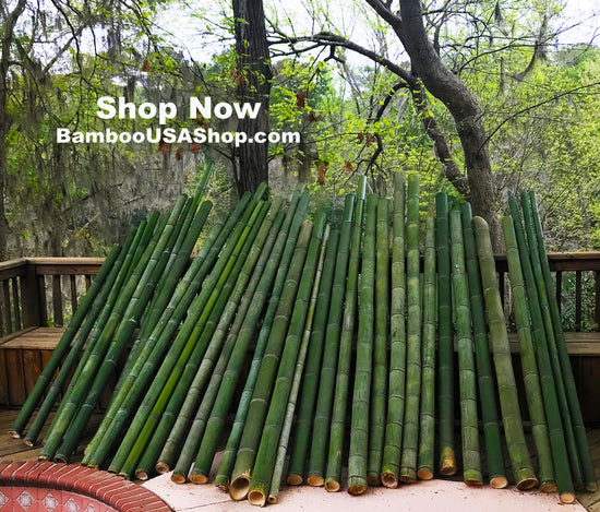 Long Round Fresh Green Bamboo Stick, For Construction, Thickness