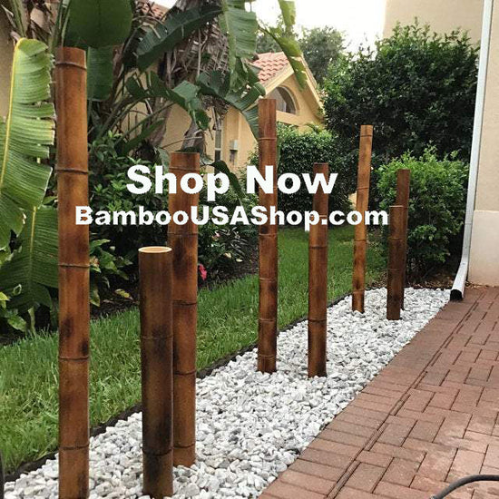 Bamboo Poles, green
