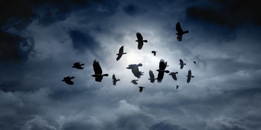 Corbeaux volant dans le ciel