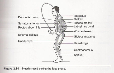 Muscles invlolved in jumping with a Weighted Jump Rope