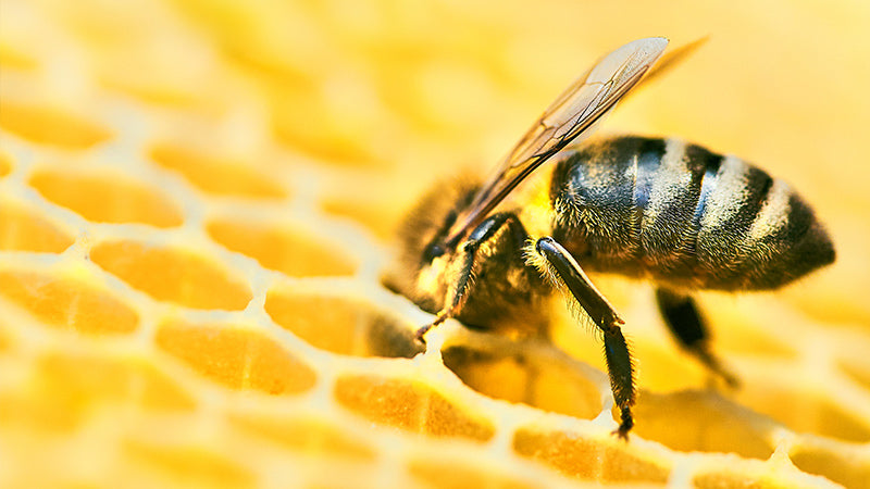  Bee on the honeycomb 