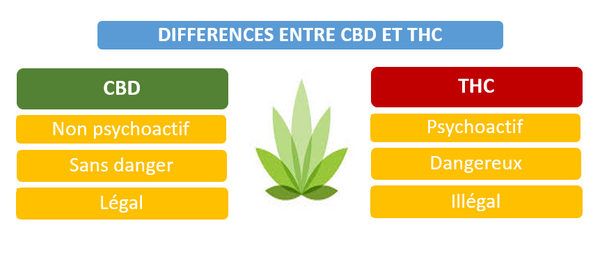 Différence entre CBD et THC, maxi-cbd.com