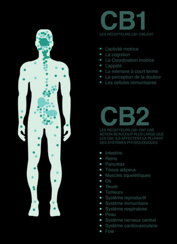 récepteurs endocannabinoïdes cb1 cb2 maxi-cbd